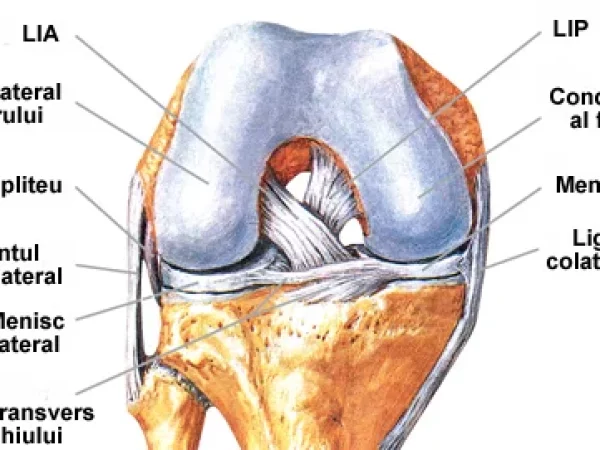 1-ligamente-incrucisate.png